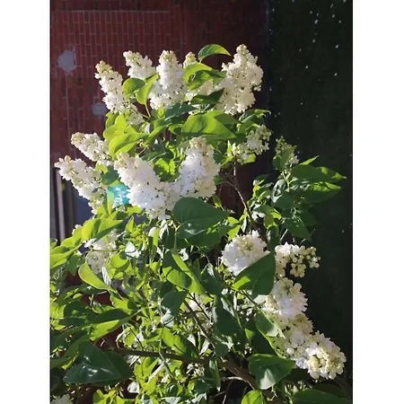 Ferienhaus House Neeltje, 3